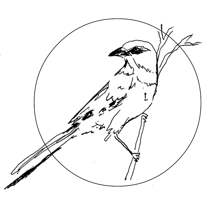Pen and ink drawing of a California scrub jay on a branch