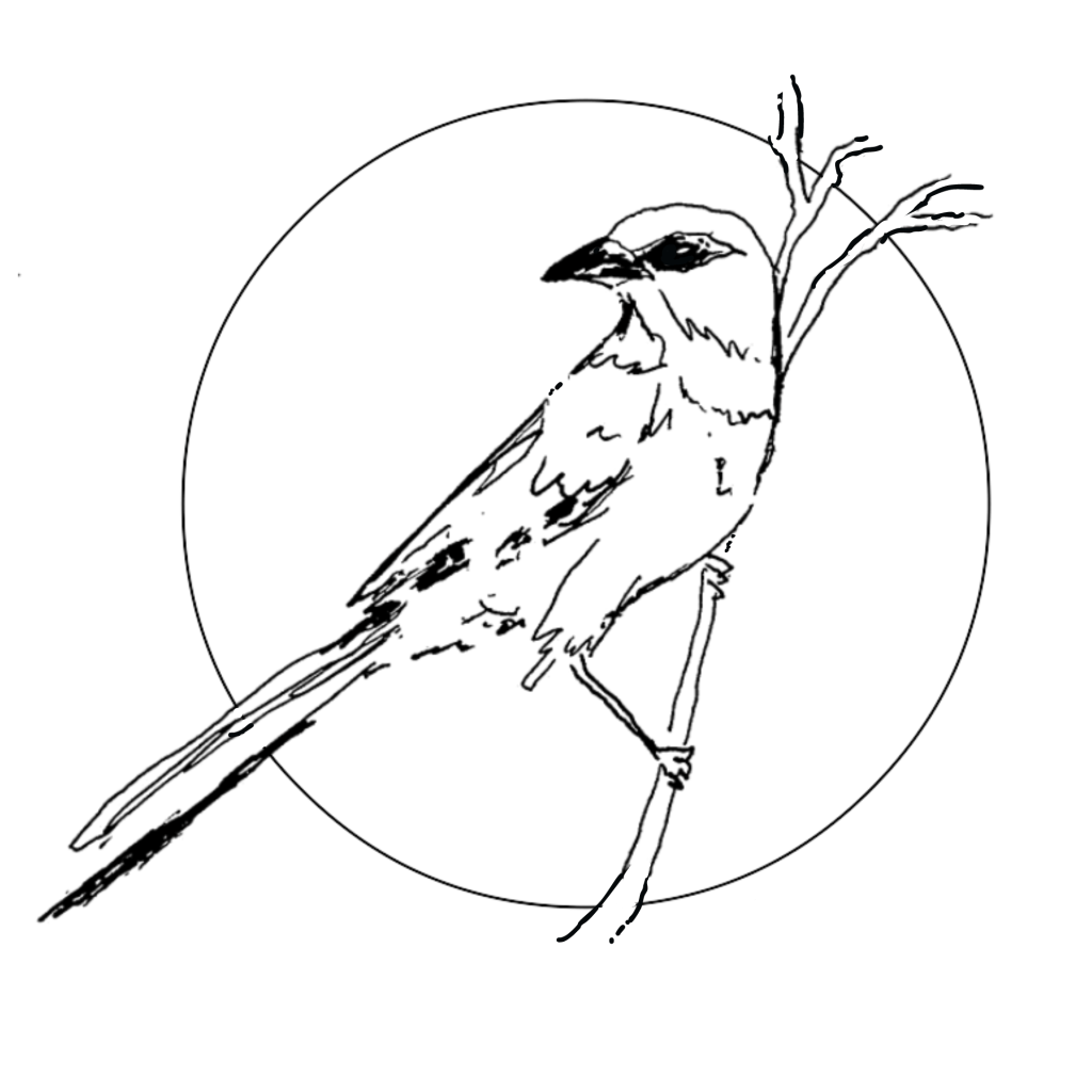 Black pen and ink drawing of a California scrub jay on a branch